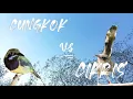 Download Lagu MASTERAN CUCAK CUNGKOK VS CIBLEK KRISTAL