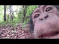 funny monkey gif