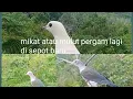 Lagu mikat atau mulut burung pergam di sepot baru poin banyak gaees