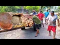 Download Lagu Penemuan mengejutkan dan tragis saat menggergaji kayu merah raksasa di pabrik penggergajian kayu
