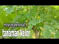 Lagu Mengenal tumbuhan KELOR dan cara mengembang biakkan