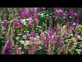 Dan Fogelberg - Longer (HD/HQ Audio)