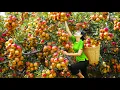 TIMELAPSE | Harvest Billions Hybrid American Apples \u0026 Transfer to Market Sell | From Start to Finish