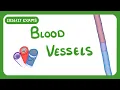 GCSE Biology - Blood Vessels exams