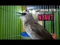 Download Lagu trucukan gacor ROPEL PANJANG buat pancingan trucukan agar bunyi JADIKAN burung trucuk gacor EMOSI