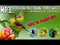 Download Lagu Suara pikat sogon betina memangil jantan || suara pikat sogon paling ampuh