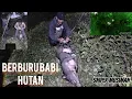 Lagu BERBURU BABI HUTAN PERUSAK TANAMAN WARGA