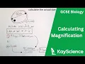 GCSE Biology - Calculating Magnification Using Magnification Equation