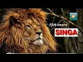 Gelegar..! 10 Efek Suara Singa..