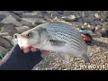 Greenup lock and dam fishing