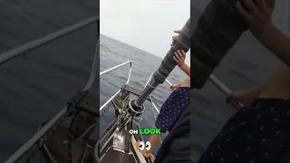 Epic Dolphin Show: You Won’t Believe What Happened on Our Boat!