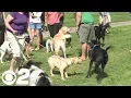 Pups are unleashed at new Ann Morrison dog park