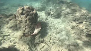Hanauma Bay You And Me Baby 