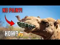 How Camels Eat Cactus Without Getting Hurt