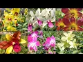 READY ANGGREK DENDROBIUM WARNA CANTIK EKONOMIS!