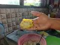 Download Lagu Tahu pangsit, tahu bulet enak banget mantap sekali 😋