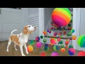 Dog Surprised with Technicolor Waterfall of BALLS