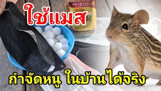 กำจัดหนูในบ้านใช้ 2 วิธีหนูหายเกลี้ยง ปลอดสารพิษ#วิธีกําจัดหนูในบ้าน#วิถีไทยp.channel