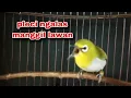 Download Lagu Pleci Ngalas Manggil Pleci Lain Bikin Pleci Bahan Cepat Ngalas