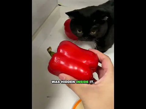 Black Cat Finds Hidden Gold 🐈⬛