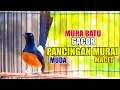 Download Lagu Pancingan Murai batu Gacor Nembak, Ampuh Naikkan Emosi Murai batu Malas Bunyi Cepat Gacor