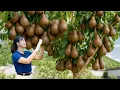 Download Lagu Harvesting Spotted Wild Pear - Rare Mountain Fruit Sells Out Fast at Market | Authentic Village