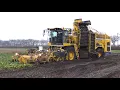 Lagu Bieten 2025 | Ropa Panther2 slipt door de natte grond | Brullende MF 8470 | Beet harvest