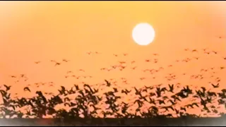 الهي ما أعظمك نجاة كلمات حسين السيد لحن رياض السنباطي دندنها