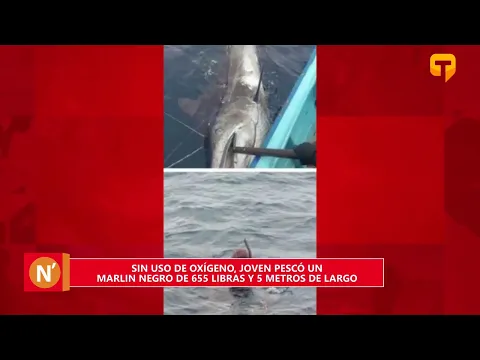 Sin uso de oxígeno, joven pescó un Marlin Negro de 655 libras y 5 metros de largo