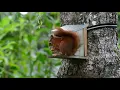 Squirrel-No copyright