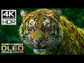 Planet of Animals 4K Video ULTRA HD | Scenic Wildlife 4K HDR at 60FPS | Dolby Vision