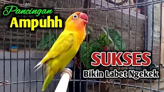 Download PANCINGAN LOVEBIRD AMPUH SUKSES BIKIN LABET Lain NGEKEK, SUARA BURUNG LOVEBIRD NGEKEK PANJANG MP3