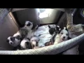 Australian Shepherd Puppies birth to eight weeks