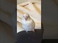 Download Lagu bird wiggle dance 📽️ arlobird