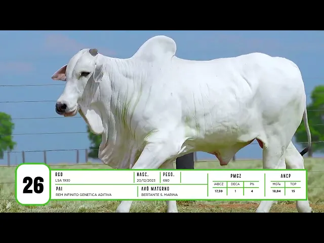 Touro Nelore LSA - 1930