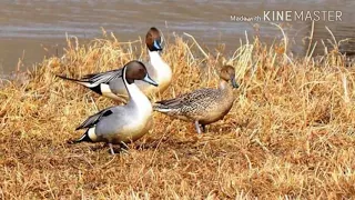 صوت الهربان او ابو بسيله ابو زله 