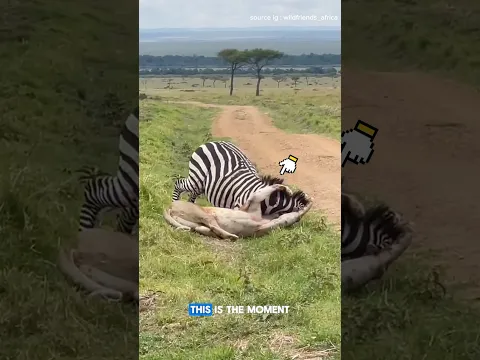 Zebra kicks at lion