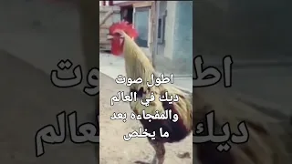 شاهد واسمع اطول صوت ديك في العالم لمده ٢٠ثانيه 
