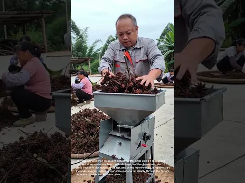 Efficient Star Anise Processing: Separating Star Anise Pods from Branches Machine