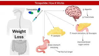 Tirzepatide How Does It Work for Weight Loss Pharmacology