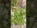 Download Lagu Beautiful blooming 😍♥️🎋🌿🌺🌞🌷💐