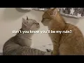 Brenda Lee - Emotions (lyrics)