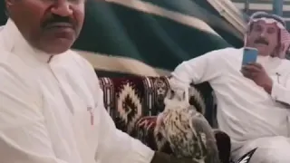 منصور حواس الخضع دندنها