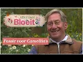 Download Lagu Passie voor Camellia's | Alles Wat Bloeit