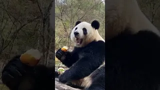 دب الباندا يأكل التفاح ماشاءالله 