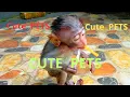 Download Lagu cute pets