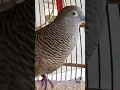 Download Lagu Burung tekukur lokal punya suara topcer yang jernih untuk umpan yang langsung bereaksi #shorts
