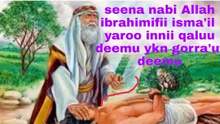 maliif nabi ibrahim ilma isaa nabii ismail qaluu ykn gorrautii ajajamee