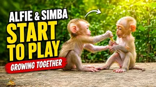 1-HOUR MONKEY LIFE | Sara Teaches Simba as Alfie Grows Stronger | Peaceful Wildlife Documentary