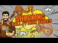 You Won t BELIEVE The Results From This Clutch Insane SUPER ASPHALT FREEWAY Ball Pythons HATCHED